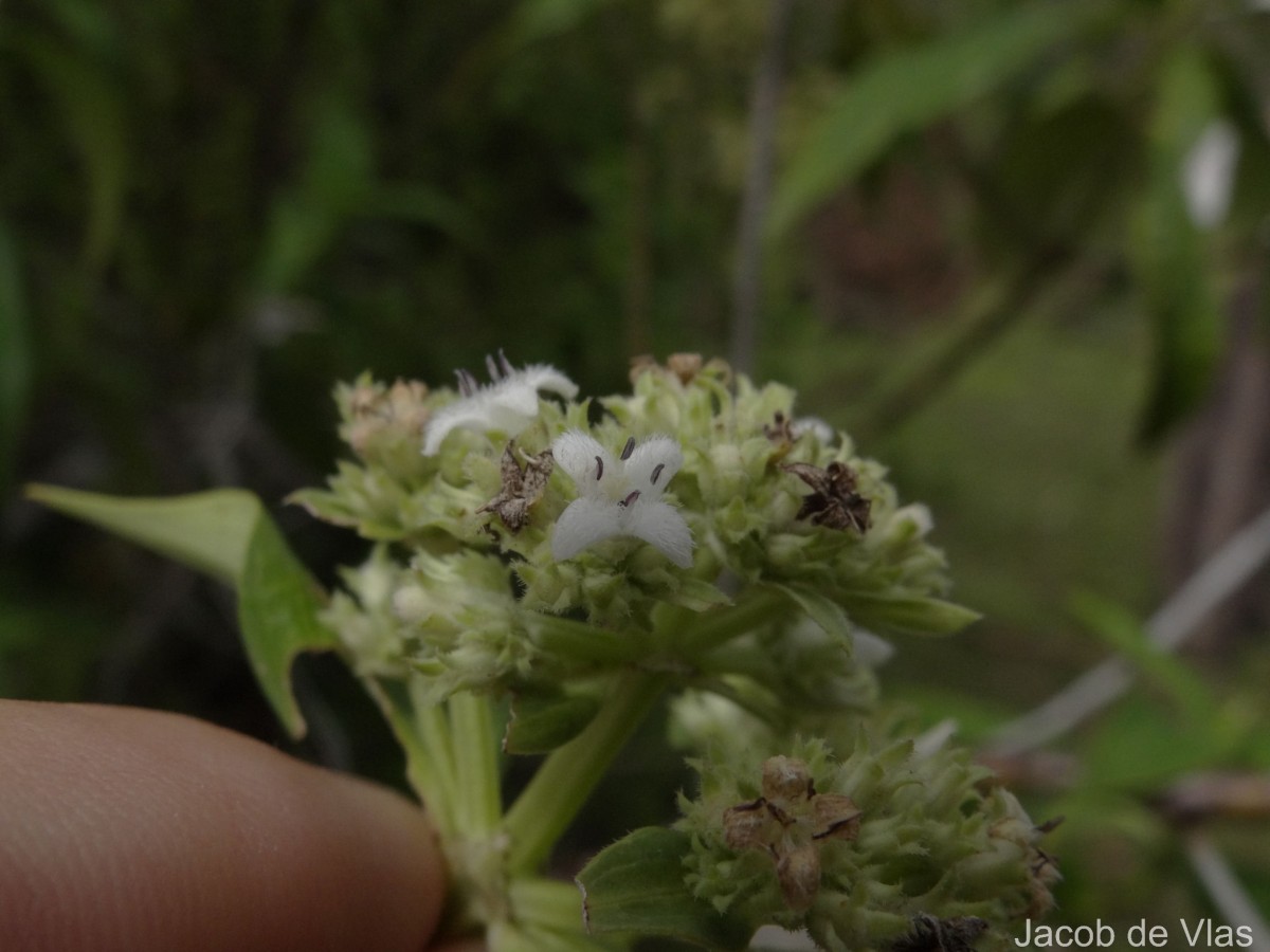 Hedyotis fruticosa L.